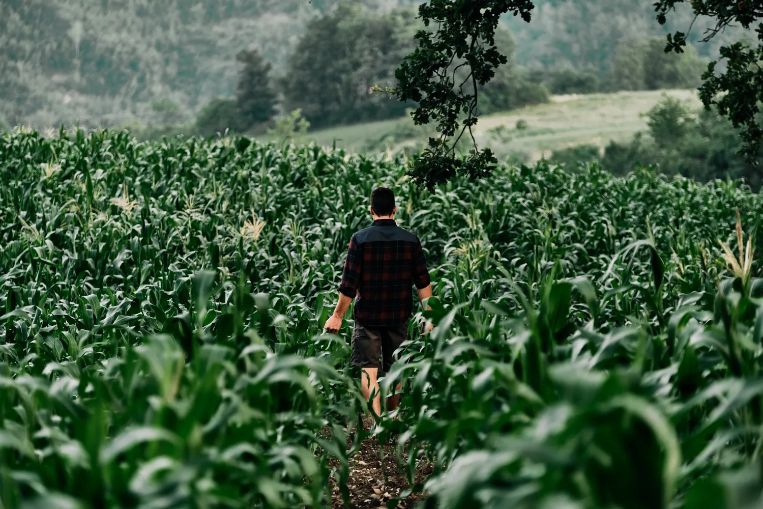 Campo di grano con Francesco