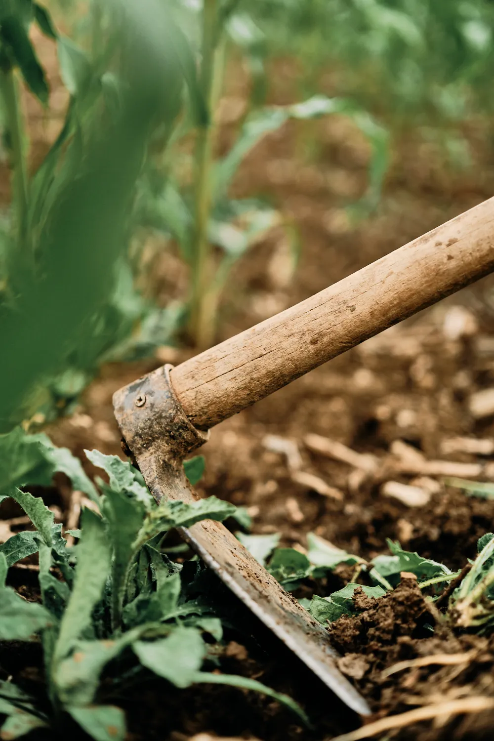 AZIENDA AGRICOLA VALTOLLA DI AZZONI FRANCESCO — foto 3