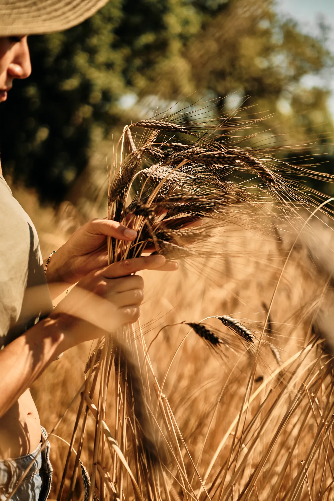 Spiga di grano